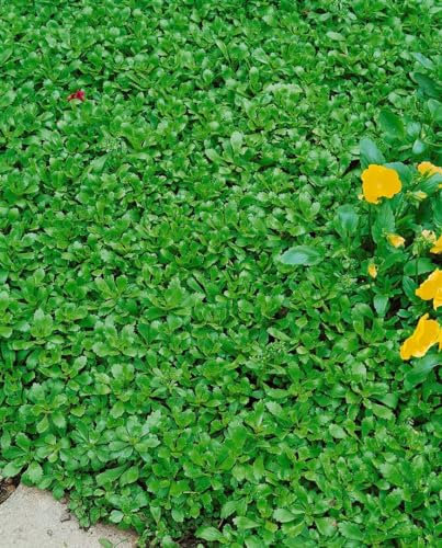 Fetthenne 'Immergrünchen' im Topf Sedum hybridum Bodendecker winterhart