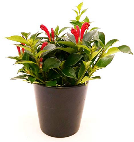 POWERS TO FLOWERS - AESCHYNANTHUS ARA, pianta vera