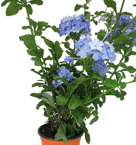 Plumbago Natural Planta Trepadora de Exterior Fácil de Cultivar