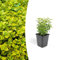 Trendyplants - Euonymus 'Emerald 'n Gold' - 20 Pflanzen - Japanische Spindel - Winterhart - Höhe 10-25cm - Topfgröße Ø9cm