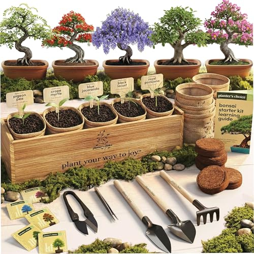 Bonsai Tree Starter Kit - Indoor Live House Plants - 5 Bonsai Tree