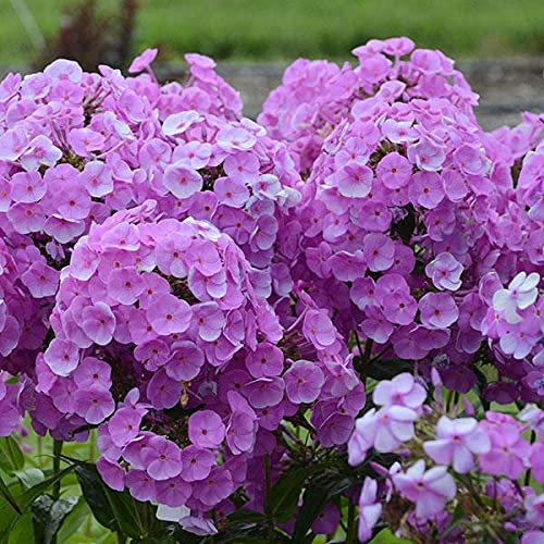 Phlox Paniculata 'Fashionably Early Flamingo Large Plug Plants Pack x6