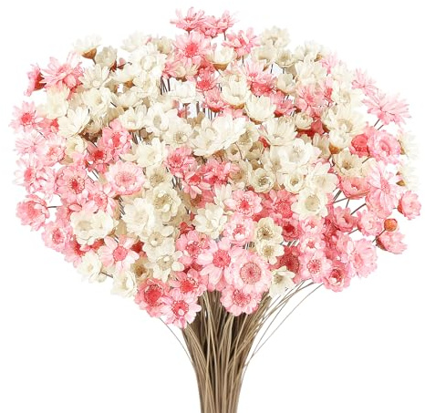 Larber 300 Pezzi Steli di Fiori Secchi Fiore Secco Margherita Fiore Essiccato Brasiliano Bianco Mini Fiori Secchi Bouquet Naturali Decorare Oggetti Di Scena Decor (Bianco + polvere)