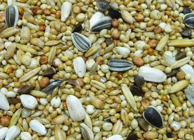 Witte Molen Goddy's Großsittichfutter mit Sonnenblumen, 20 kg