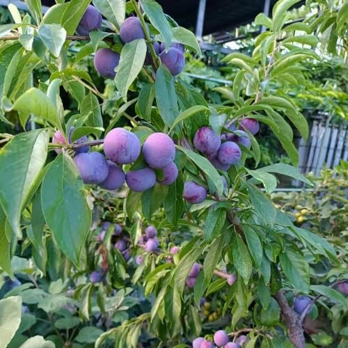 75 pcs pflaumenbaum winterhart samen exotische zimmerpflanzen säulenobst Pflaumen pflaume bonsai topf obstbäume kaufen säulenobst obstsamen zimmerpflanze spalierobst dekopflanzen steingartenpflanzen