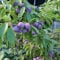 75 pcs pflaumenbaum winterhart samen exotische zimmerpflanzen säulenobst Pflaumen pflaume bonsai topf obstbäume kaufen säulenobst obstsamen zimmerpflanze spalierobst dekopflanzen steingartenpflanzen