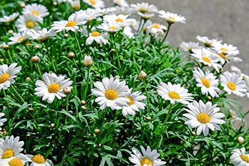 Graines Grande marguerite reine de mai - Graines Made in France, entreprise Familliale -sachet 2 grammes (environ 500 graines) - - Graines de style