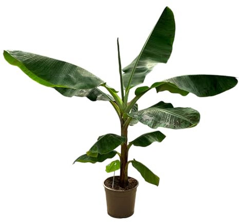 Trendyplants - Musa - Bananier - Plante d'intérieur - Hauteur 140-160 cm - Taille du pot Ø27cm Vert