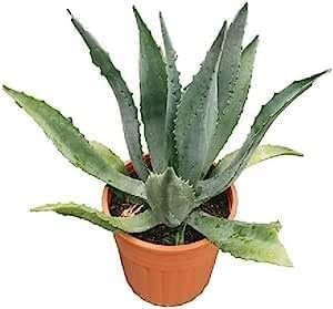 Pianta grassa succulenta da Esterno Interno con Vaso (AGAVE AMERICANA 15 CM-)