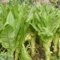 Saterkali Römersalatsamen, 100 Stück/Beutel Römersalatsamen, natürlicher, dicker Stängel, frisches Schwert, Choy, Gemüsesamen für den Garten Römersalat Samen