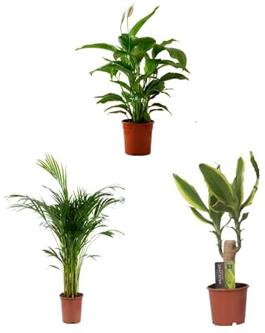 Pack 3 Plantas Naturales de Interior - Mix Plantas Indoor - Planta Viva - Planta Natural de decoración - (P-2: Areca + Spathiphyllum+Dracaena (Tronco de Brasil))