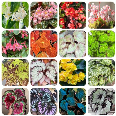semillas de begonia invernaderos de balcón decoración sala estar jardín cortadas balcón interior exóticas Decoraciones jardín exteriores rocas: 420pcs