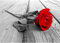Runa Art Fototapete Rosa Blumen Modern Vlies Wohnzimmer Schlafzimmer - Made in Germany - 308 x 220 cm Schwarz Rot 9060010a