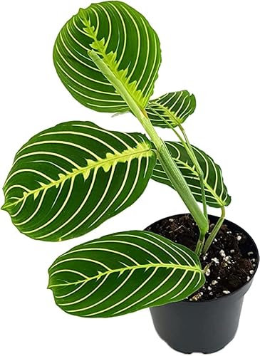 Maranta Lemon Lime Natural Planta de Interior Perfecta para Decorar el Hogar