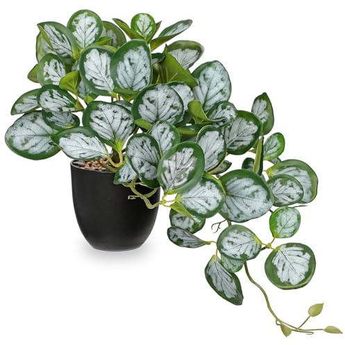 Hollyone Artificial Plants in Black Pots, Fake Peperomia Obtusifolia Decorative Faux Potted Plants, Realistic House Plant Indoor for Home, Bathroom, Living Room, Kitchen, Shelf, Office Decorations