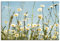 ARTLAND Wanddeko Leinwand Bilder Wandbild 90x60 cm Pflanzen Blumenbilder Margeriten Blüte Natur Sommer Himmel U1ZZ