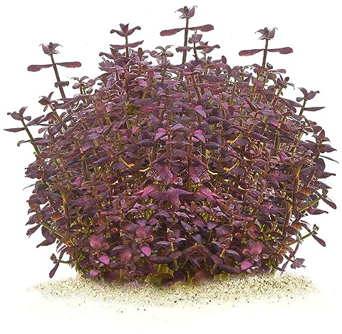 Bacopa salzmannii 'Purple' - Salzmann Fettblatt in vitro im 5,5-cm-Becher | Violette Blätter setzen Kontraste. Für den Mittelgrund oder Hintergrund kleiner Aquarien; Beleuchtung unterstützt die Farbe.