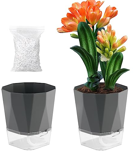 Selbstbewässernde Pflanzgefäße 21,3 cm – für drinnen und draußen, afrikanische Veilchen-Töpfe, transparent und dunkelgrau, 2 Stück