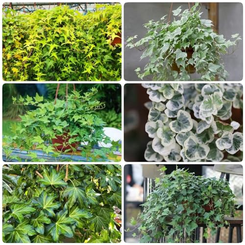 60 Pcs Efeu Samen Balkon - Efeutute - Efeutute - Ivy Vines, Kletterpflanzen Winterhart, Deko Pflanzen Wall Ivy Samen, Gartendeko Für Draußen Dekopflanzen Exotische Pflanzen Winterhart
