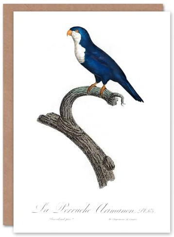 Artery8 Francois Levaillant Art Card The Arimanon Parakeet Parrot