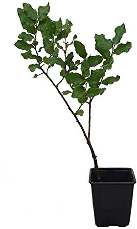 Seedeo® Iberische Korkeiche (Quercus suber) Pflanze ca. 30 cm