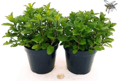 POWERS TO FLOWERS - MENTA MOJTO BIO 2 PIANTE, piante vere