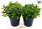 POWERS TO FLOWERS - MENTA MOJTO BIO 2 PIANTE, piante vere