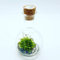 Terrarium autonome sans entretien