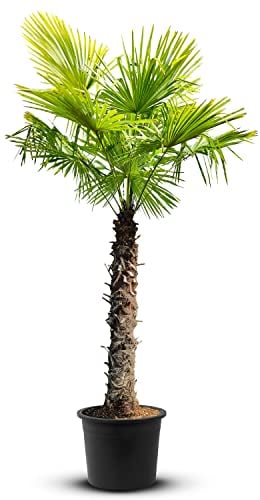 Tropictrees Trachycarpus Fortunei Palmera de cáñamo impermeable con una altura de tronco de 120-140 cm, altura de 240 cm, hojas amarillas y verdes, para interiores y exteriores