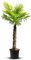 Tropictrees Trachycarpus Fortunei palmier à chanvre avec une hauteur de tige de 120-140 cm | Hauteur 240 cm | feuilles vertes | Paume pour l'intérieur et l'extérieur