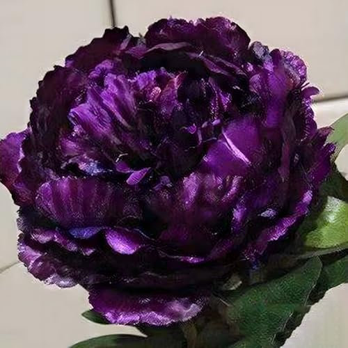 100 Stück Pfingstrosen Samen, Stauden Winterhart Mehrjährig Blumensamen, Balkonpflanzen für Sichtschutz, Blumenwand und Terrasse​, Ideale Pfingstrosensamen für Garten und Balkon (F)