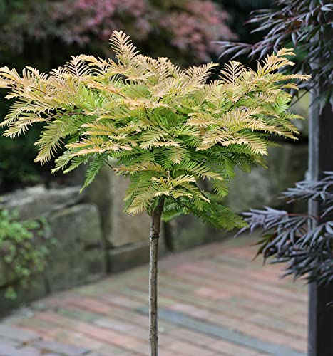 Hochstamm Kugel Urweltmammutbaum Matthaie 80-100cm - Metasequoia glyptostroboides