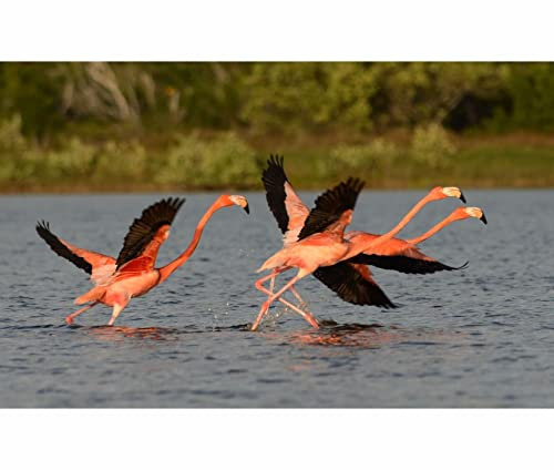 TWYYDP Puzzle en Bois Adulte 520 Pièces,Lac des Flamants Roses Puzzle,Défiez-Vous