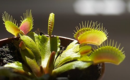 10 Semi di Dionea Muscipula - Pianta Carnivora acchiappamosche