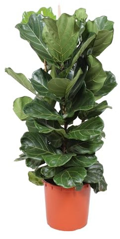 Trendyplants - Ficus Lyrata Strauch - Tabakpflanze - Zimmerpflanze - Höhe 150-170 cm - Topfgröße Ø30cm