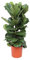 Trendyplants - Ficus Lyrata Strauch - Tabakpflanze - Zimmerpflanze - Höhe 150-170 cm - Topfgröße Ø30cm
