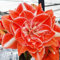 Amaryllis Zwiebel Amaryllis Zwiebeln Amaryllis Zwiebel Gewachst Amaryllis Zwiebel Wachs Amaryllis Zwiebel Im Glas Amaryllis Zwiebel,Blumenzwiebeln MehrjäHrig Winterhart-4 zwiebel-I
