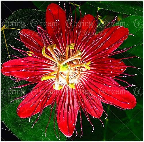 Pinkdose Passionsblume (Passiflora incarnata), 5pcs / bag Pflanze exotische Passionsfrucht Bonsai Passiflora edulis für Hausgarten: 6