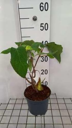 Hydrangea aspera 'Sargentiana' - Hortensien 25-30 cm Container