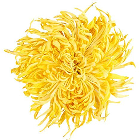 Glorious Inheriting Origine asiatique parfume seche chrysanthème d'or avec le paquete net de 1,000 grammes