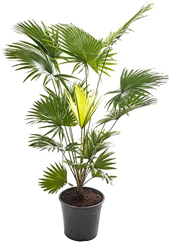 Livistona Fächerpalme, große Zimmerpflanze, tropisches Gewächs, immergrün, hohe Pflanzen.
