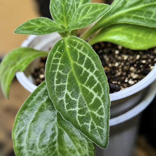 Primulina Moonlight, Silberblatt Gesneriade – Jungpflanze | Mittelgrüne Blätter Silbermuster | Blau-Lila Blüten | Registrierter Kultivár | Terrarium