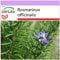 SAFLAX - Romero - 100 semillas - Rosmarinus officinalis