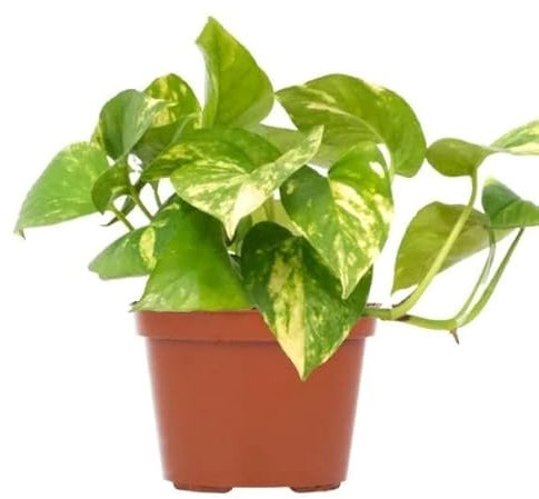 Potho Planta Natural de Interior con Hojas Colgantes Perfecto para Decorar el Hogar