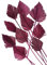 10 STK Palmspeer violett lila Naturdeko 40cm lang Trockendeko Gesteck Dekomaterial Herbstdeko Allerheiligen Blumen Trockenblumen Trauerfloristik Fächer Gräser Palmspeere