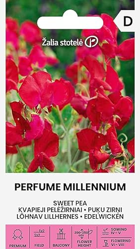 Zalia Stotele | Uisante de olor - PERFUME MILLENNIUM semillas | Semillas de flores | Semillas de plantas | Semillas de jardín | Planta trepadora anual, muy decorativa | 1 paquete