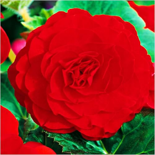 5X Begonia Double Red Summer Tubers - Long Flowering Season Perennial Bulb Corms