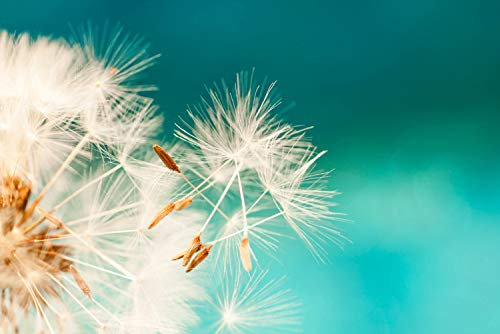 Cuadros Lifestyle Küchen Spritzschutz „Pusteblume“ | Küchenrückwand | Alu-DiBond | Fliesenschutz für den Herd und Spüle | Küche | Küchenfliesen | Fliesenspiegel | Rückwand, Größe:60 x 40 x 0.3 cm