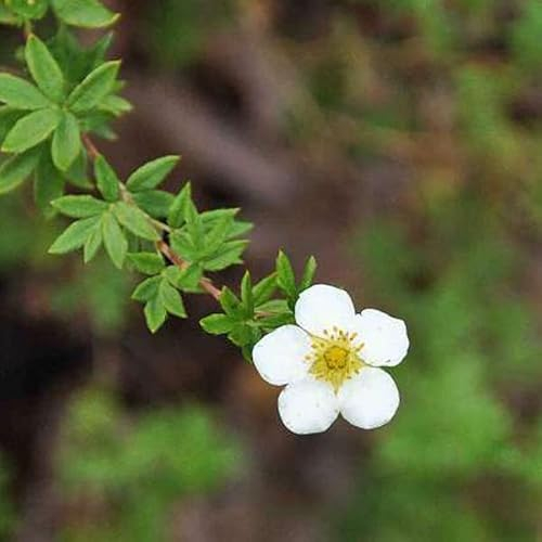 3 x Potentilla Fruticosa 'Abbotswood' - Strauch-Fingerkraut 'Abbotswood' 20-25 cm im Container