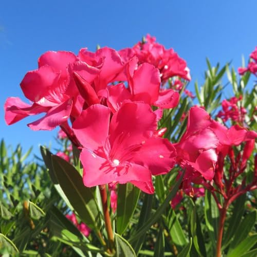 10 pcs oleander pflanzen samen kleines geschenk für frauen Nerium oleander, blumensamen gastgeschenk blumenwiese samen bäume bäume kaufen winterfeste pflanzen für balkon wildblumensamen
